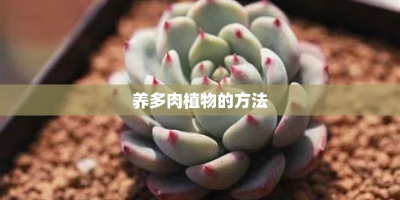 养多肉植物的方法