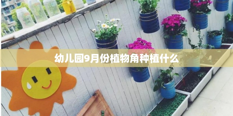 幼儿园9月份植物角种植什么