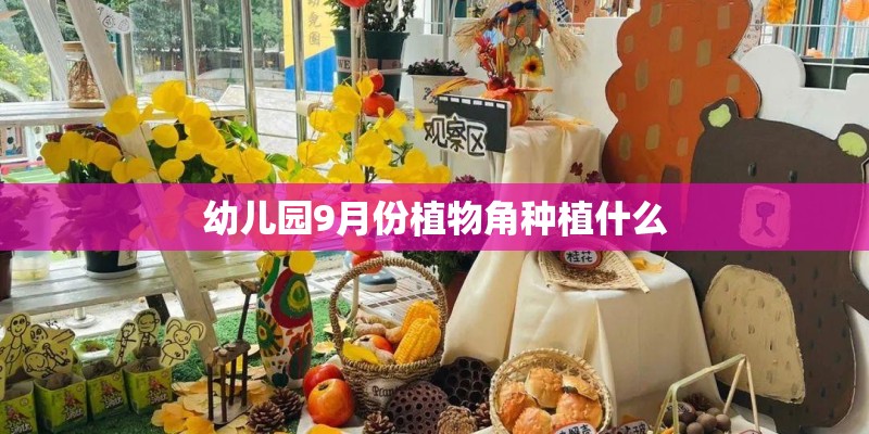 幼儿园9月份植物角种植什么