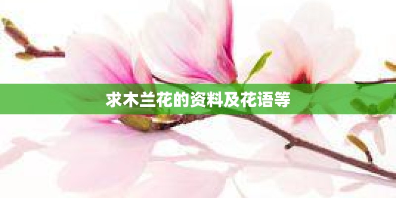 求木兰花的资料及花语等