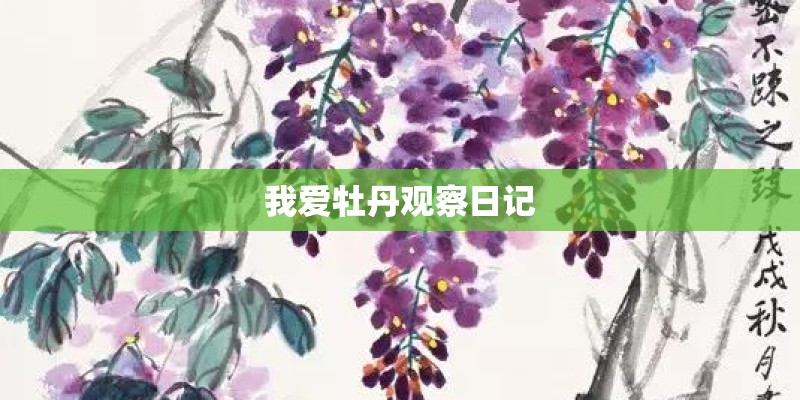 我爱牡丹观察日记