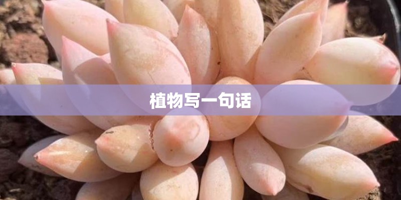 植物写一句话