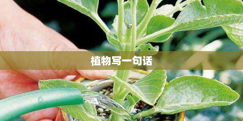 容易种植外国植物 容易种植外国植物