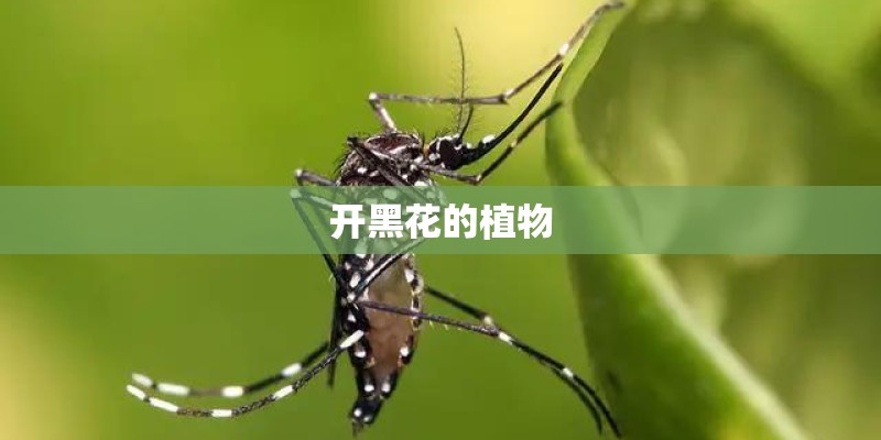开黑花的植物