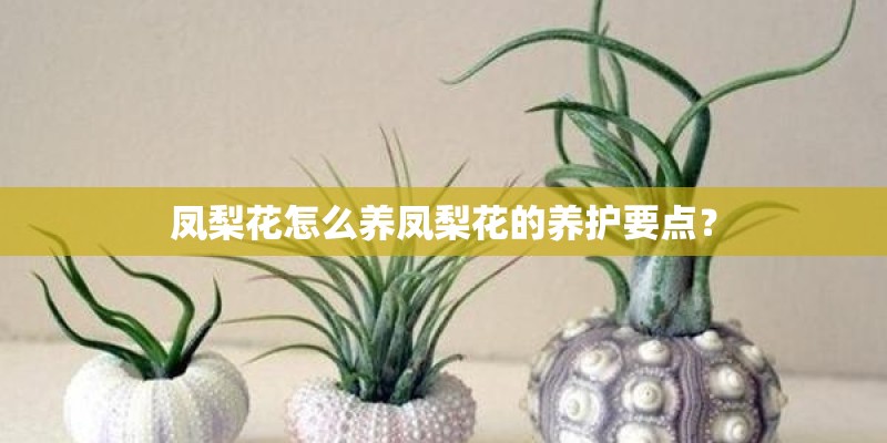 凤梨花怎么养凤梨花的养护要点？