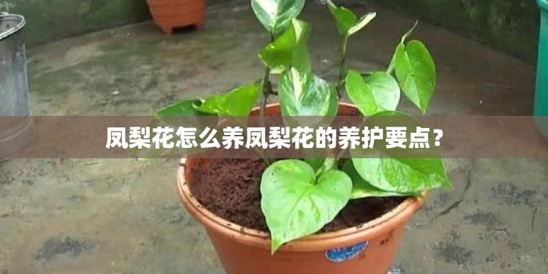 凤梨花怎么养凤梨花的养护要点？