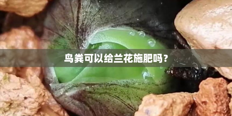 鸟粪可以给兰花施肥吗？