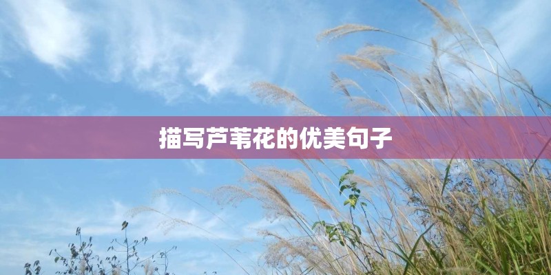 描写芦苇花的优美句子