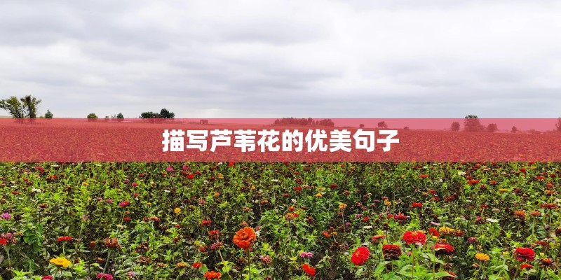 描写芦苇花的优美句子