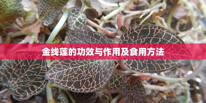 金线莲的功效与作用及食用方法