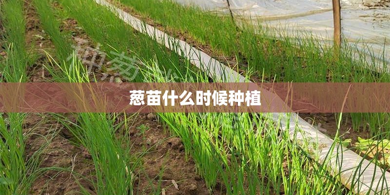 葱苗什么时候种植