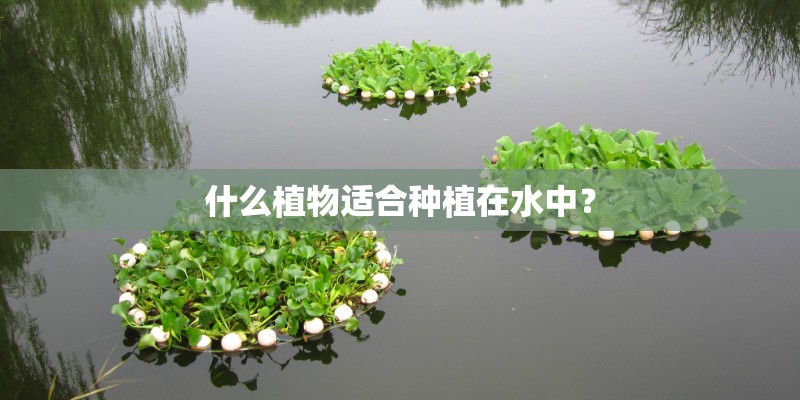 什么植物适合种植在水中？