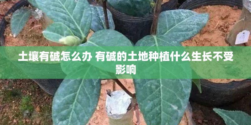 土壤有碱怎么办 有碱的土地种植什么生长不受影响