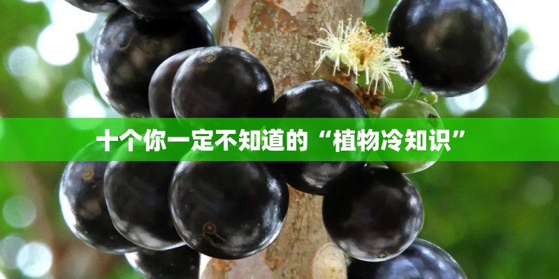 十个你一定不知道的“植物冷知识”