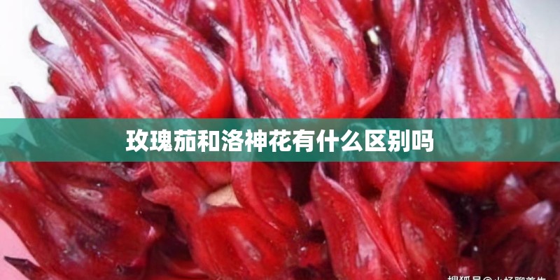 玫瑰茄和洛神花有什么区别吗