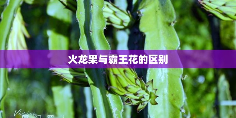 火龙果与霸王花的区别