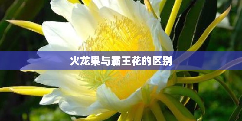 火龙果与霸王花的区别