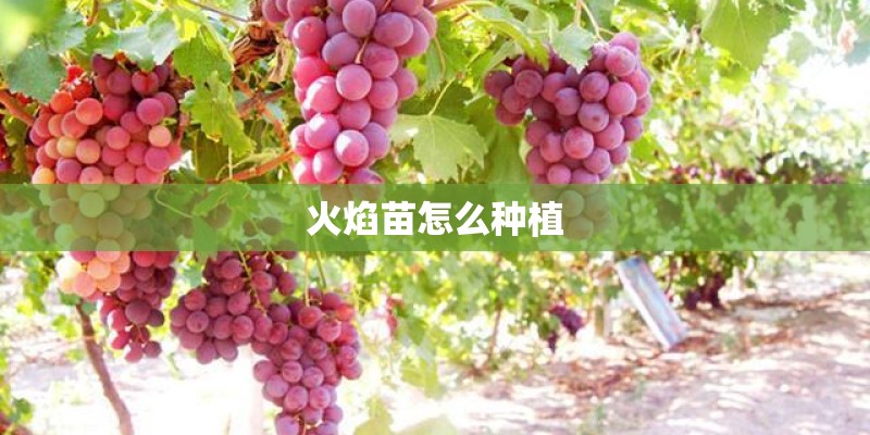 火焰苗怎么种植