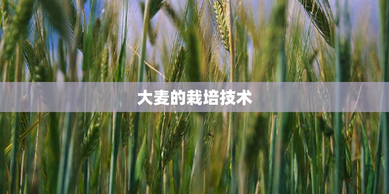 大麦的栽培技术 大麦的栽培技术