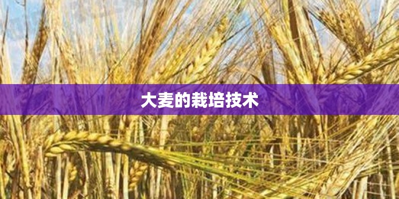 大麦的栽培技术 大麦的栽培技术