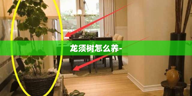 龙须树怎么养-