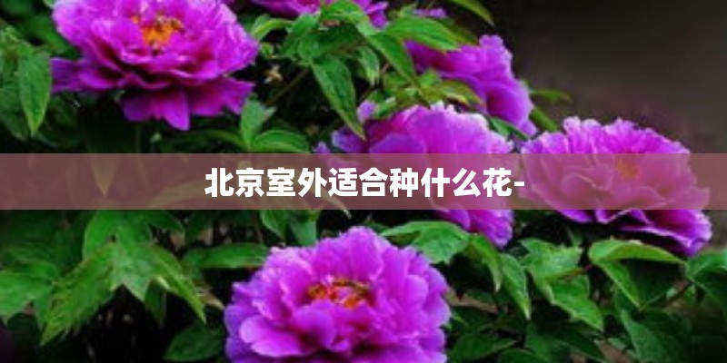 北京室外适合种什么花-