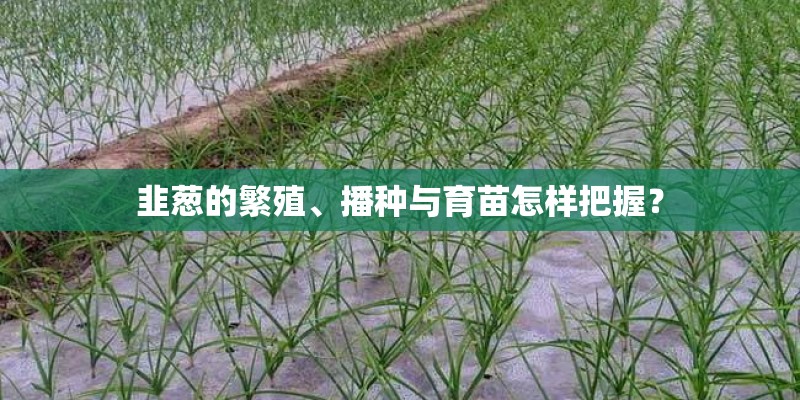 韭葱的繁殖、播种与育苗怎样把握? 韭葱的繁殖、播种与育苗怎样把握?