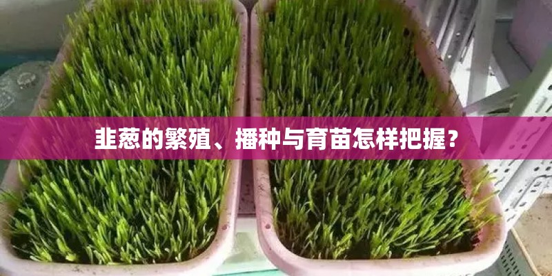 韭葱的繁殖、播种与育苗怎样把握? 韭葱的繁殖、播种与育苗怎样把握?
