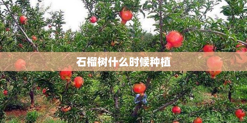 石榴树什么时候种植