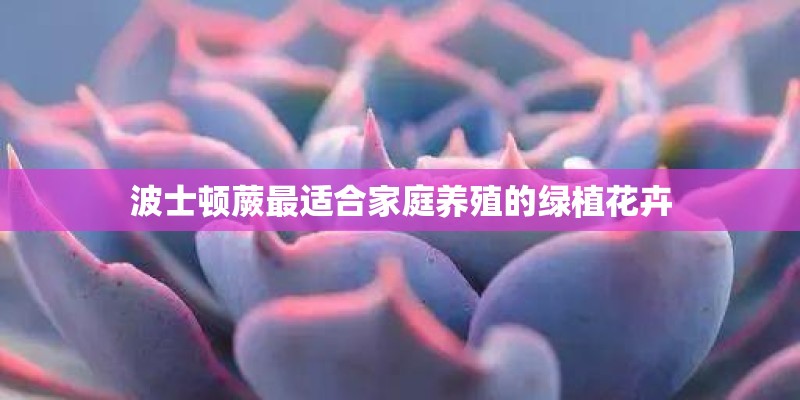 波士顿蕨最适合家庭养殖的绿植花卉 波士顿蕨最适合家庭养殖的绿植花卉