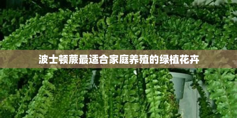 波士顿蕨最适合家庭养殖的绿植花卉 波士顿蕨最适合家庭养殖的绿植花卉
