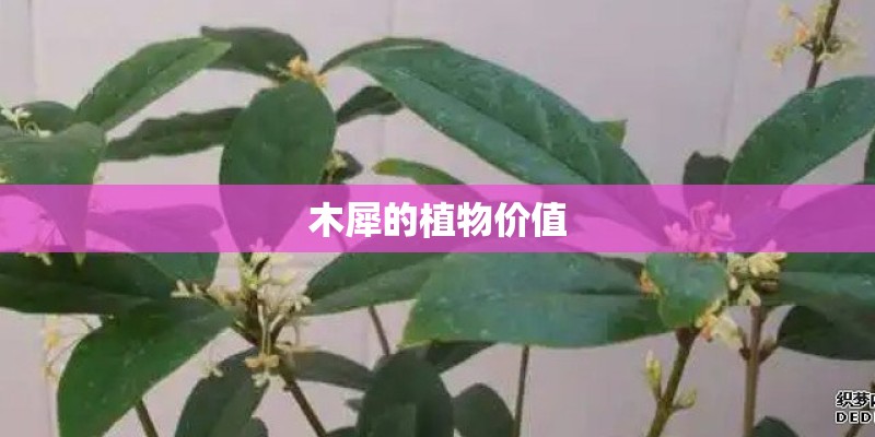 木犀的植物价值