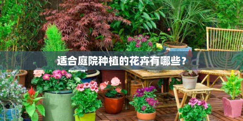 适合庭院种植的花卉有哪些？