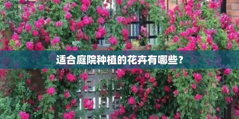 适合庭院种植的花卉有哪些？