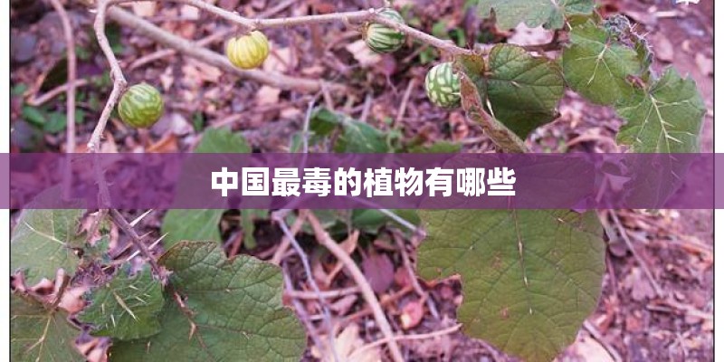 中国最毒的植物有哪些