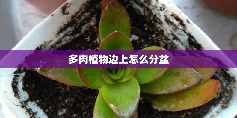 多肉植物边上怎么分盆