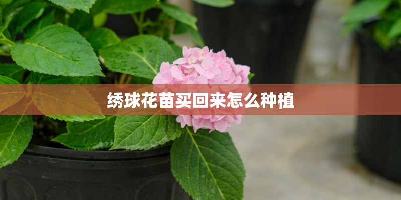 绣球花苗买回来怎么种植