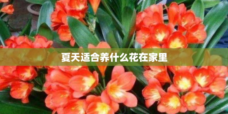 夏天适合养什么花在家里