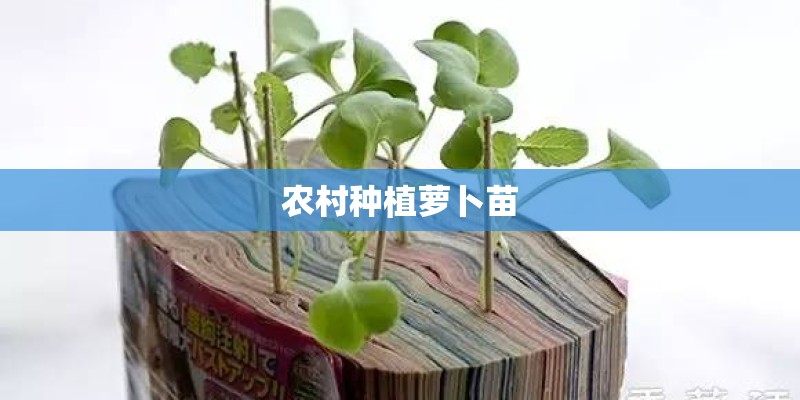 农村种植萝卜苗