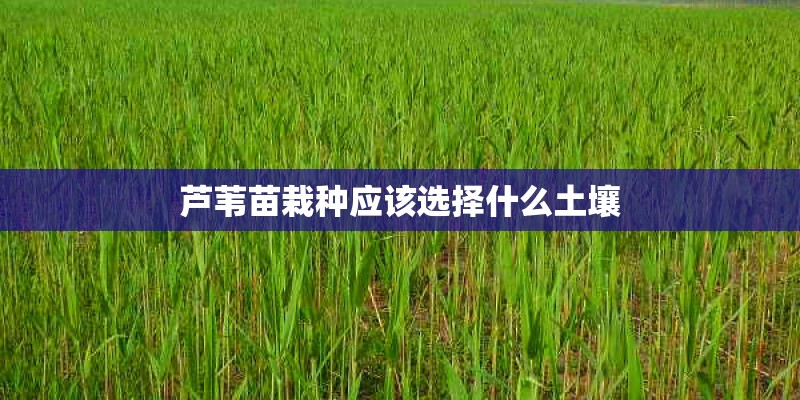 芦苇苗栽种应该选择什么土壤