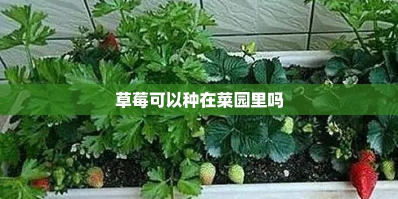 草莓可以种在菜园里吗