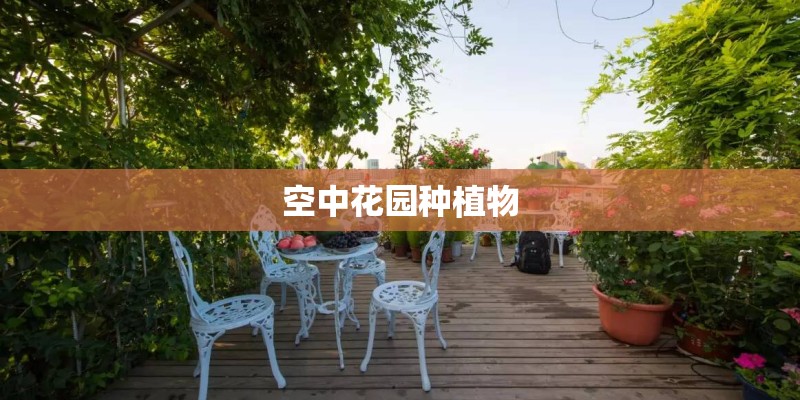 空中花园种植物