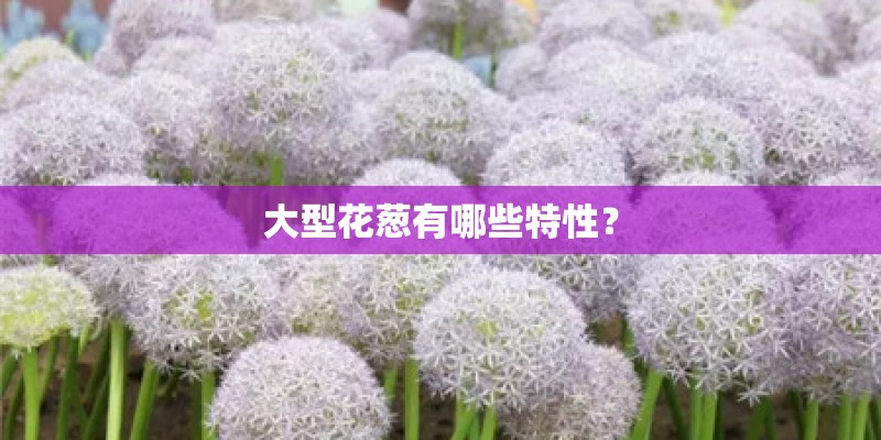 大型花葱有哪些特性？