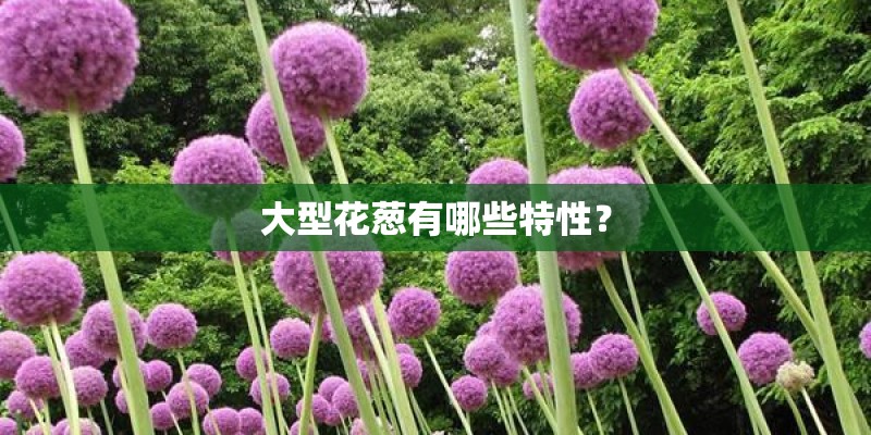 大型花葱有哪些特性? 大型花葱有哪些特性?