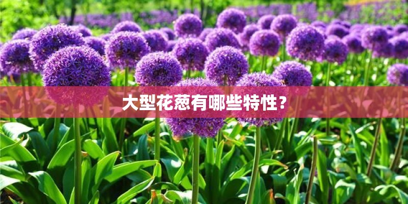大型花葱有哪些特性? 大型花葱有哪些特性?