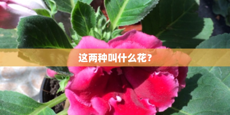 这两种叫什么花？