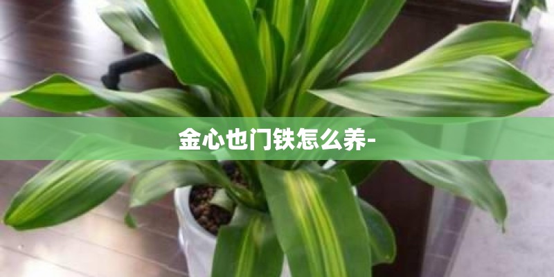 金心也门铁怎么养- 金心也门铁怎么养-
