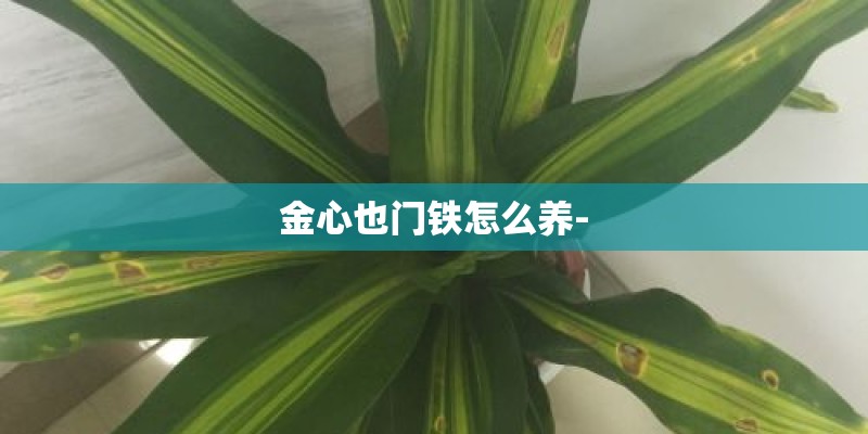 金心也门铁怎么养- 金心也门铁怎么养-