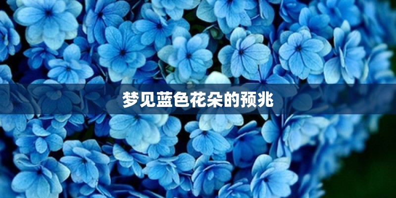 梦见蓝色花朵的预兆 梦见蓝色花朵的预兆