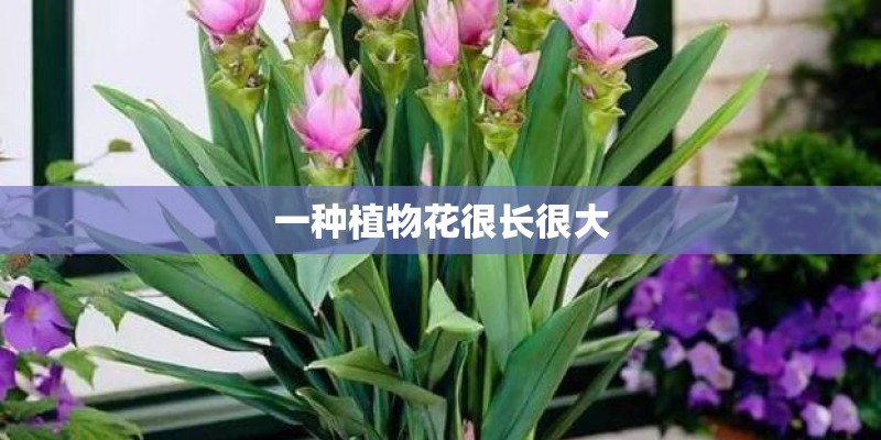 一种植物花很长很大